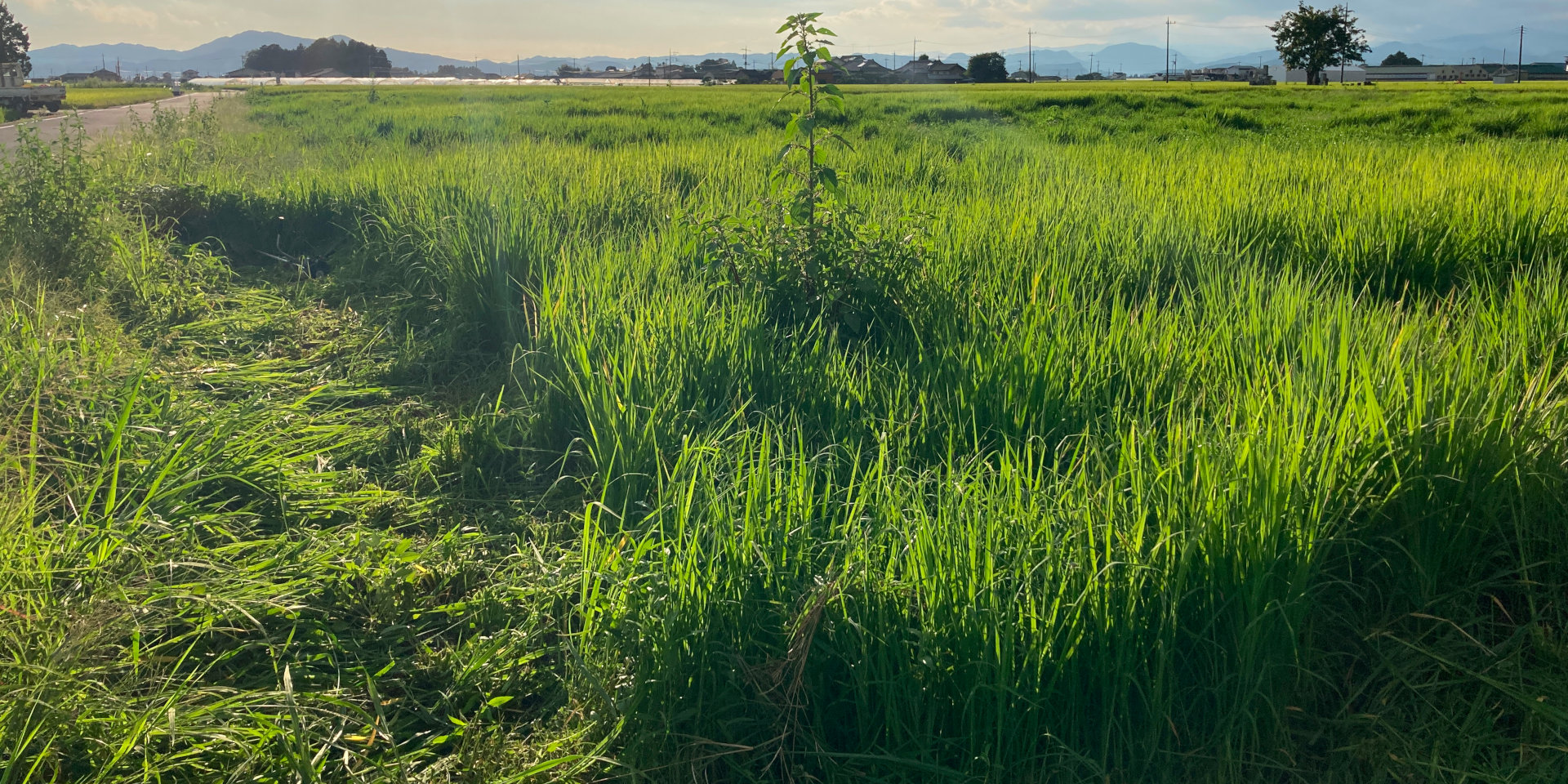 ��Non-FIT(��FIT)���۸�ȯ�Ž�פ�ͷ���ϡ��̺������Ϥ���ײ���